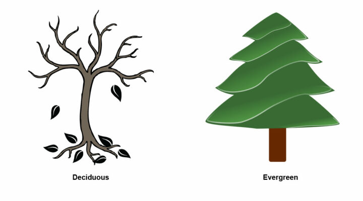 deciduous