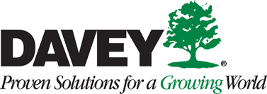 davey davey